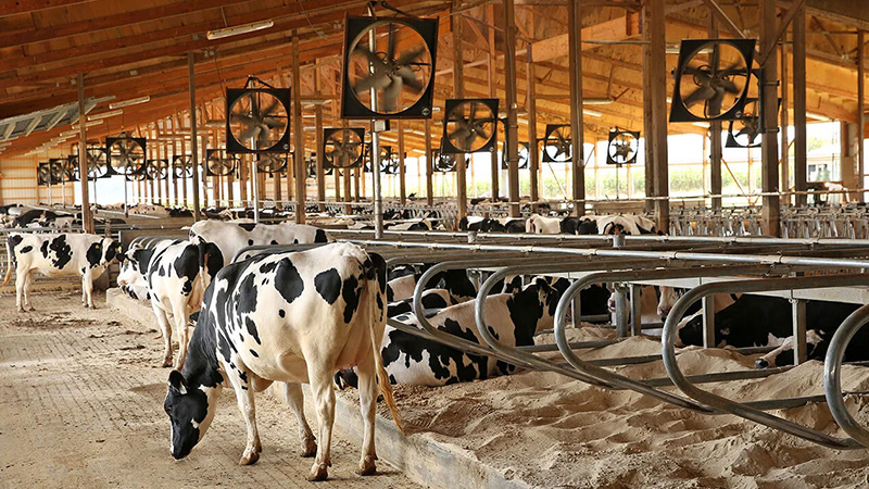 Livestock Ventilation